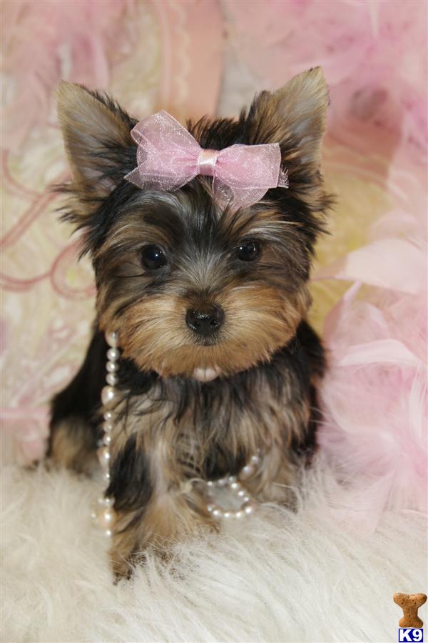 Puppies in Fort lauderdale