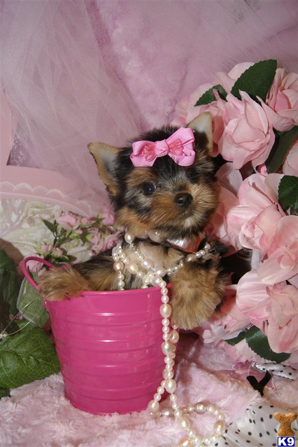 Puppies in Fort lauderdale