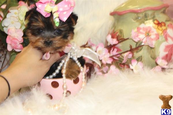 Puppies for Sale