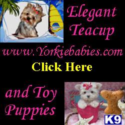 Puppies for Sale