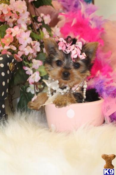 Yorkshire Terrier Puppies in FL