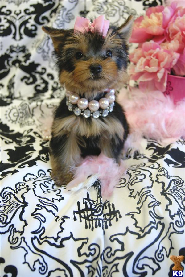 Puppies in Fort lauderdale