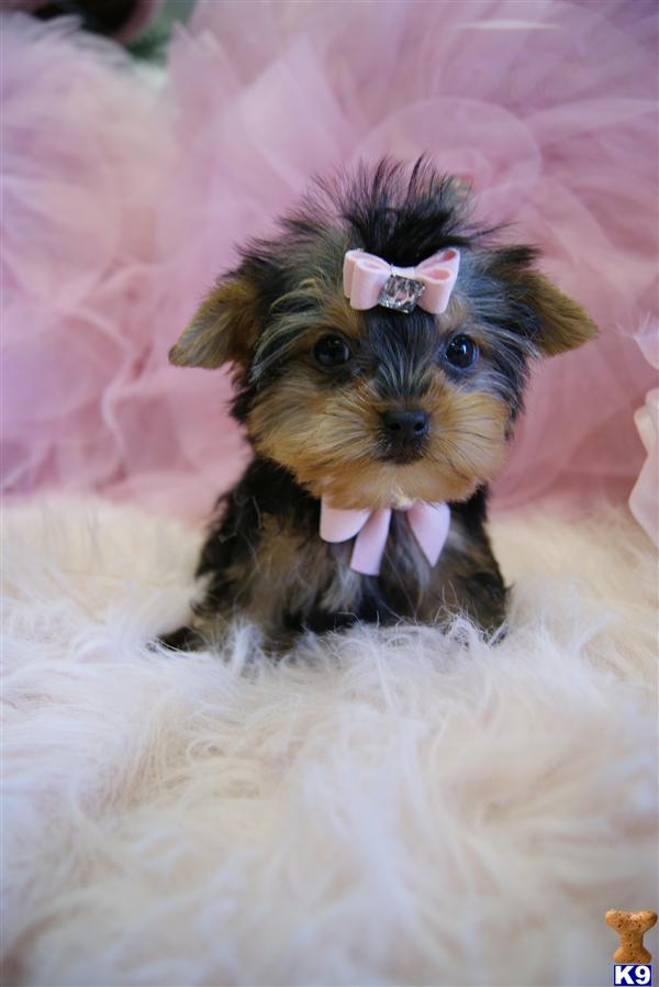 Puppies in Fort lauderdale