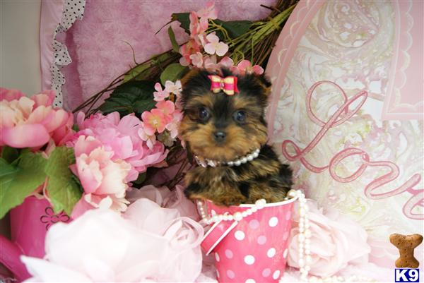 Puppies in Fort lauderdale