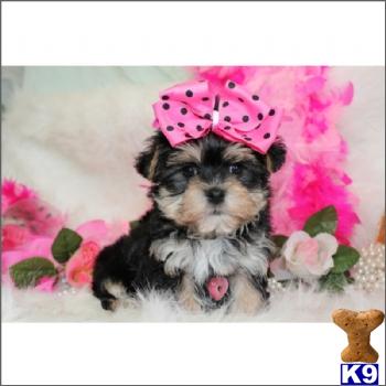 Puppies in Fort lauderdale