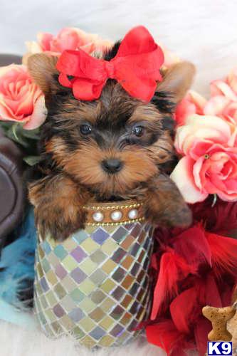 Puppies in Fort lauderdale