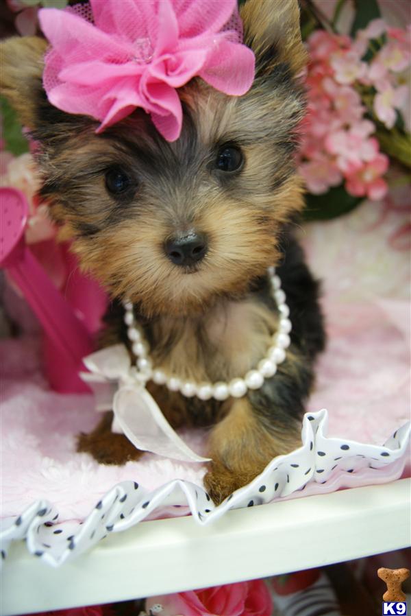 Puppies in Fort lauderdale