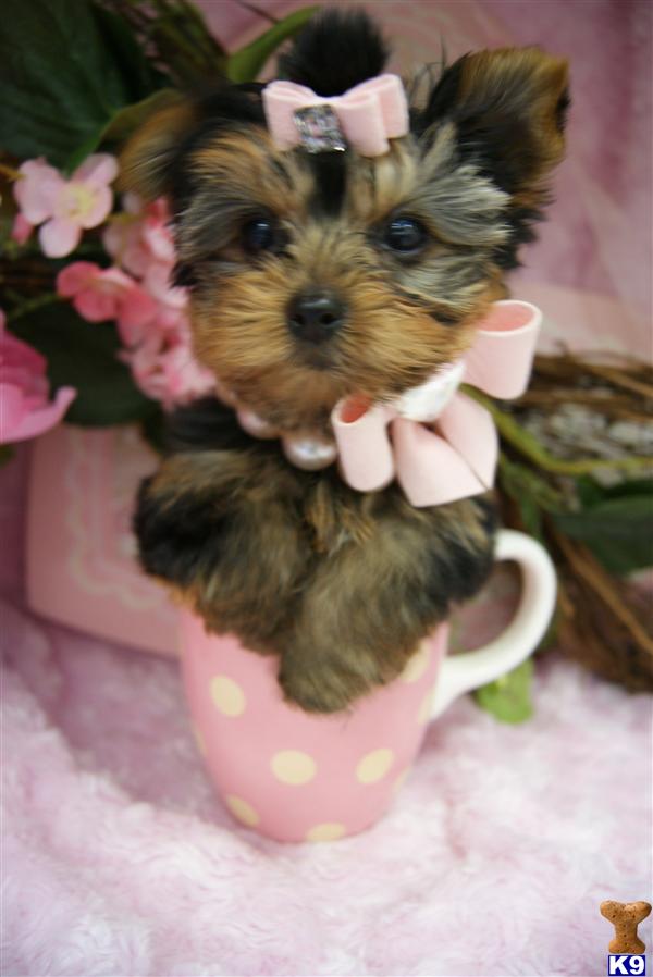 Puppies in Fort lauderdale