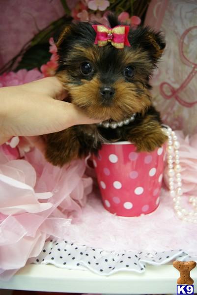 Puppies in Fort lauderdale