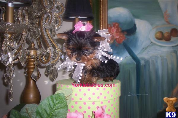 Puppies for Sale