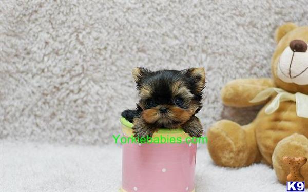Puppies for Sale