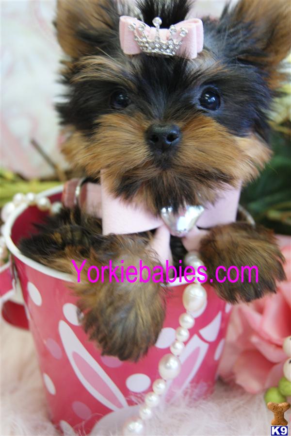 Yorkshire Terrier Puppies in FL