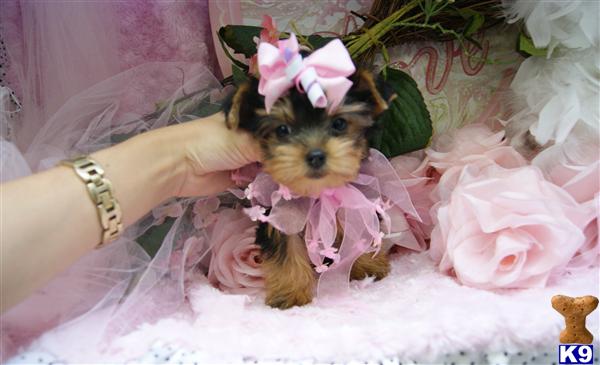 Yorkshire Terrier Puppies in FL