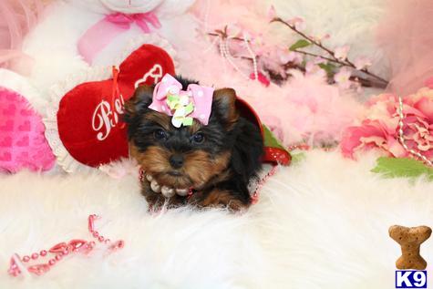 Yorkshire Terrier Puppies in FL