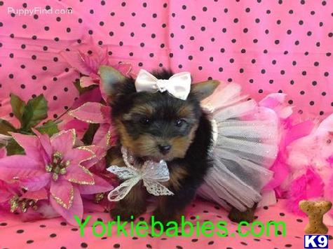 Puppies for Sale