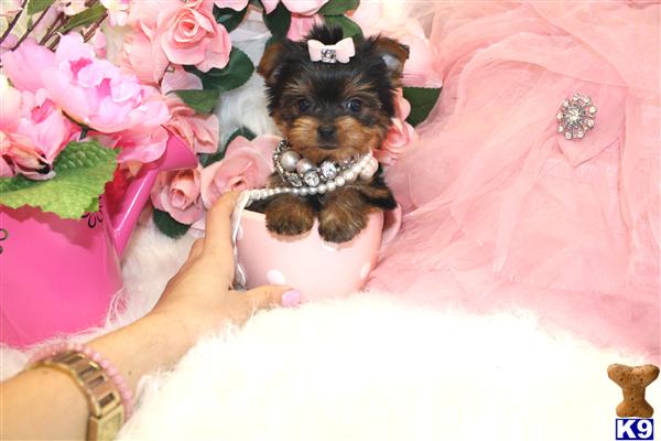Yorkshire Terrier Puppies in FL