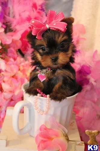 Yorkshire Terrier Puppies in FL