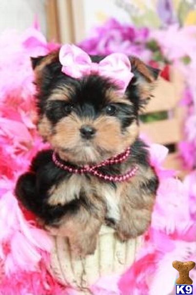 Puppies for Sale