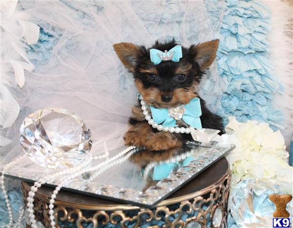 Yorkshire Terrier Puppies in FL