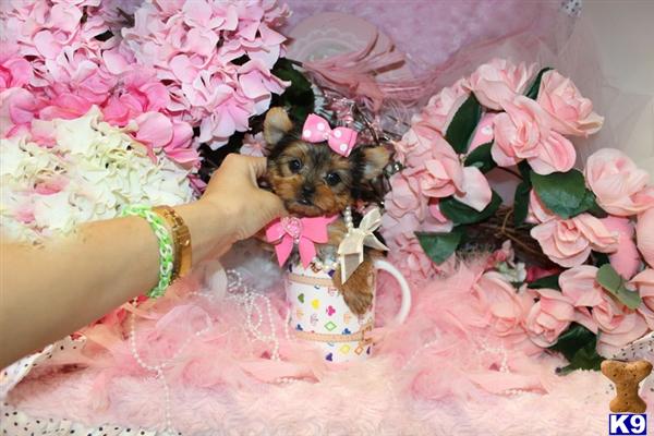 Yorkshire Terrier Puppies in FL