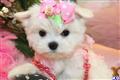 Maltese