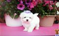 Maltese