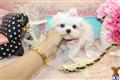 Maltese