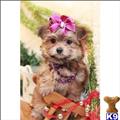 Mixed Breed