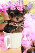 Yorkshire Terrier