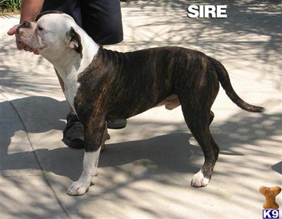 American Bulldog Puppies for Sale