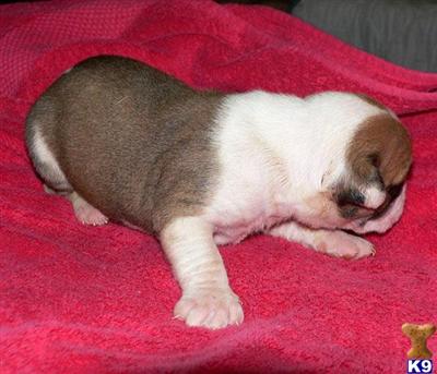 American Bulldog Puppies for Sale