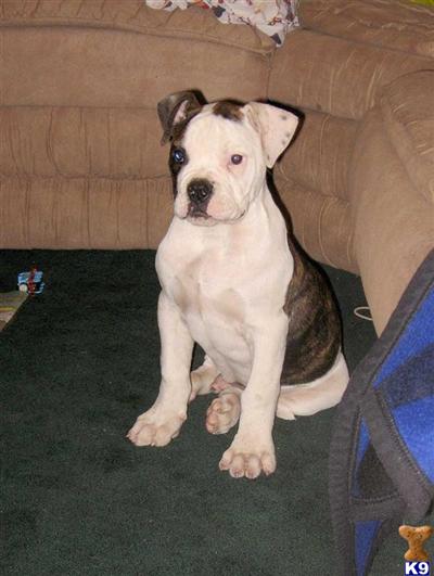 American Bulldog Puppies for Sale