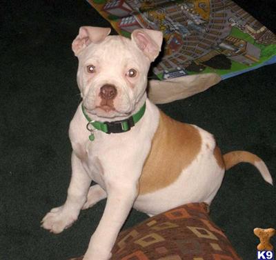 American Bulldog Puppies for Sale