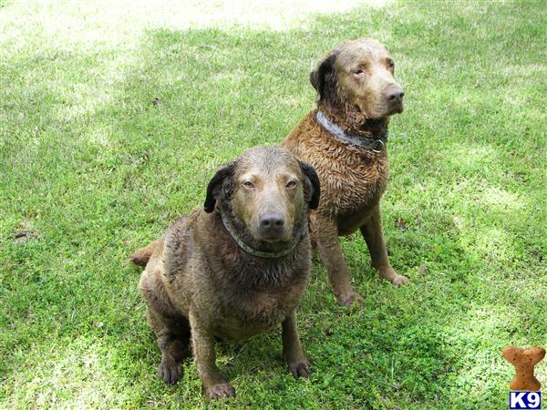 Chesapeake Bay Retriever Puppies