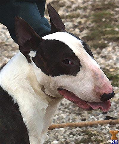 Stud Dogs - Bull Terrier