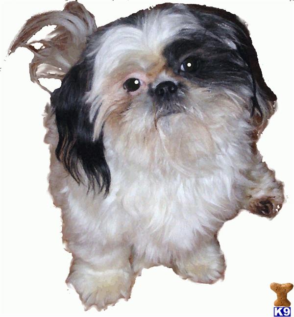 Stud Dogs - Shih Tzu