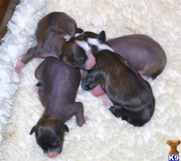 Chinese Crested Puppies