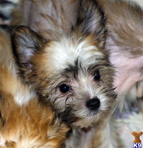 Chinese Crested Puppies