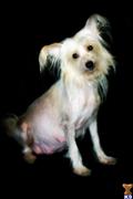 Chinese Crested