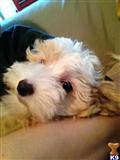 Chinese Crested