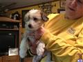 Chinese Crested