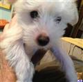 Chinese Crested