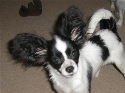Dogs for Sale