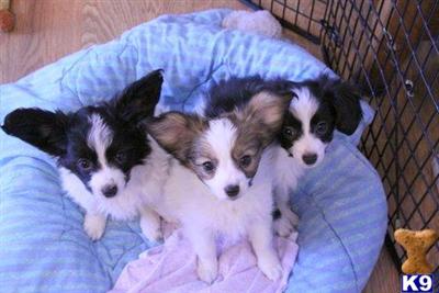 Papillon Puppies for Sale