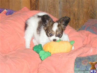 Puppies in OR