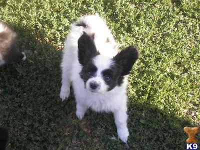Papillon Puppies for Sale