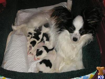 Papillon Puppies for Sale