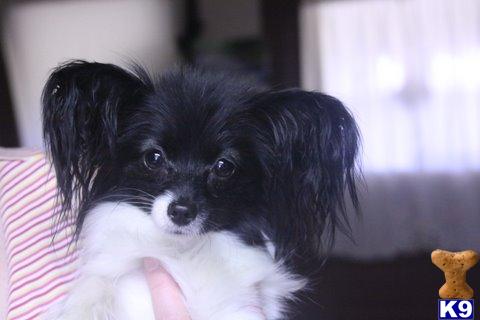 Dogs for Sale in OR