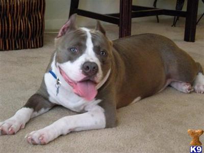 Stud Dogs in LA