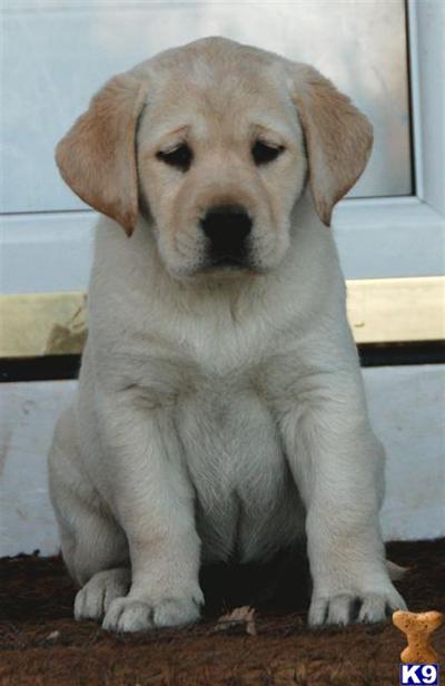 Puppies in MD